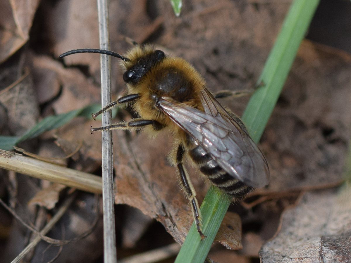 Wildbiene des Jahres 2023: Frühlings-Seidenbiene